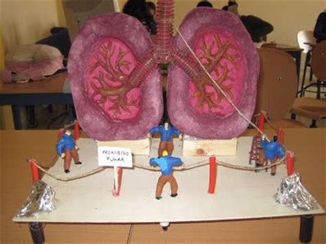 8 Respiratory project ideas | respiratory, science projects ...