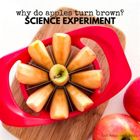 Why Do Apples Turn Brown Science Experiment