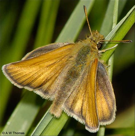 European Skipper Thymelicus Lineola Ochsenheimer Butterflies