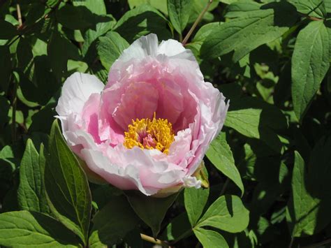 Seed Grown Tree Peony 2024 236 Cricket Hill Garden