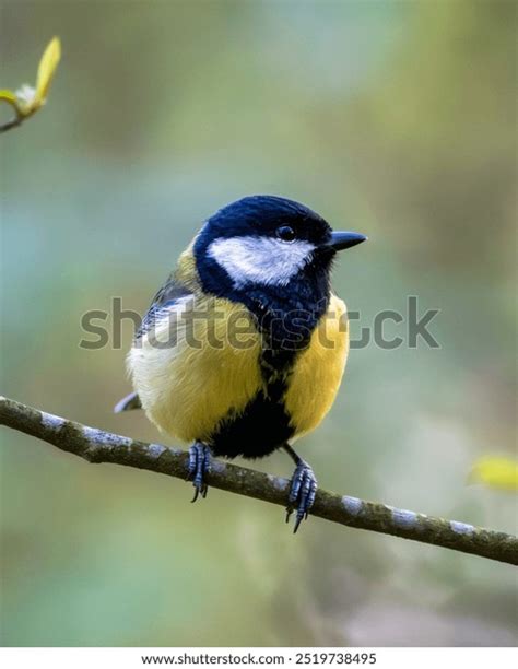 Tiny Tits Cheerfully Pose Front Camera Stock Photo Shutterstock