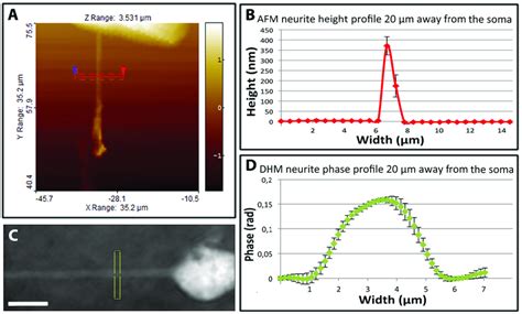21: AFM and DHM imaging of neurons on patterned substrates. A) AFM map ... 