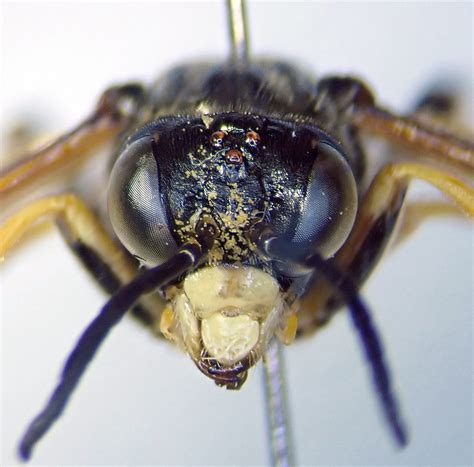 Tenthredo Temula Female Face Oversley Wood Warwickshire Flickr