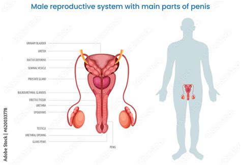 male reproductive system  main parts   penis labeled diagram