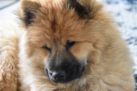 eurasier pixabay pixabay