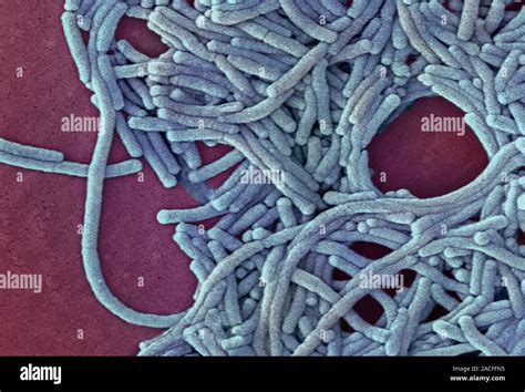 Legionella Bacteria Coloured Scanning Electron Micrograph Sem Of