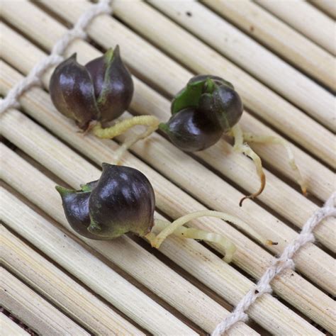 How to grow Lilium lancifolium from cuttings