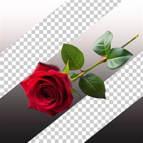 Premium PSD | Realistic roses set