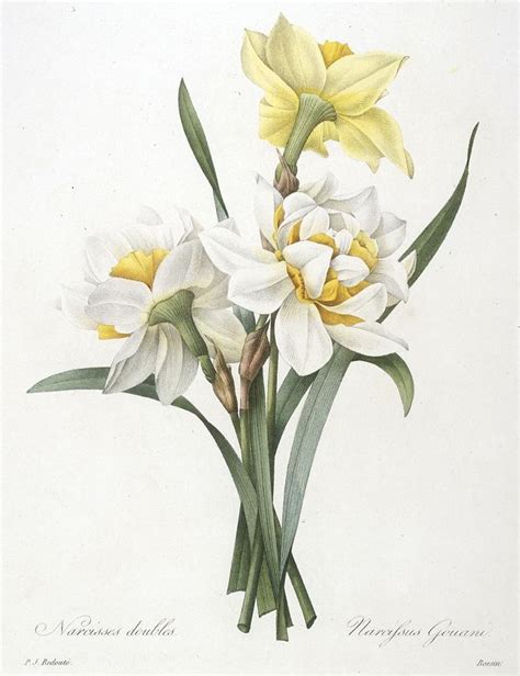 Narcissus Flower Painting at PaintingValley.com | Explore collection of ...