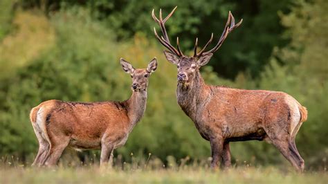 Qué es un venado o ciervo Cervus elaphus Jara y Sedal