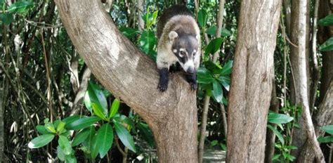 The Kudamundi Or Mexican Raccoon Wildlife In Mexico