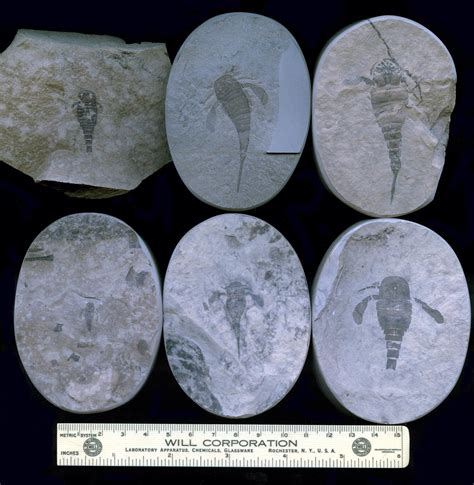 Late Silurian Fossils From Ny & Ont - Member Collections - The Fossil Forum