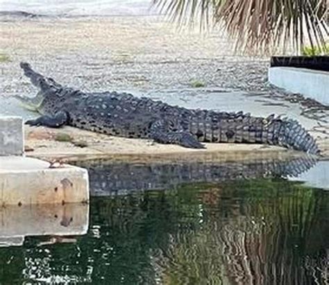 Crocodiles Spotted Swimming In The Streets Of Florida Due To Hurricane