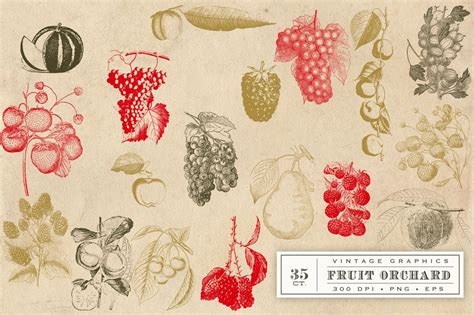 vintage fruit vector graphics masterbundles
