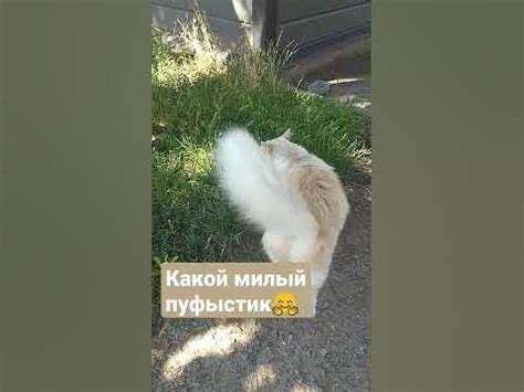 Пуфыстик - YouTube