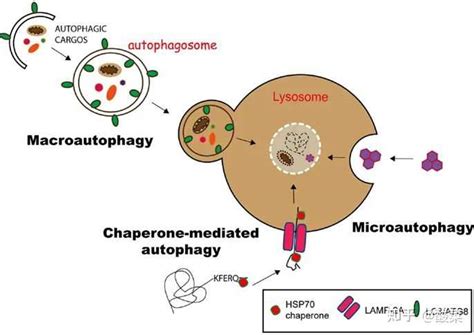 关于细胞自噬？ 知乎