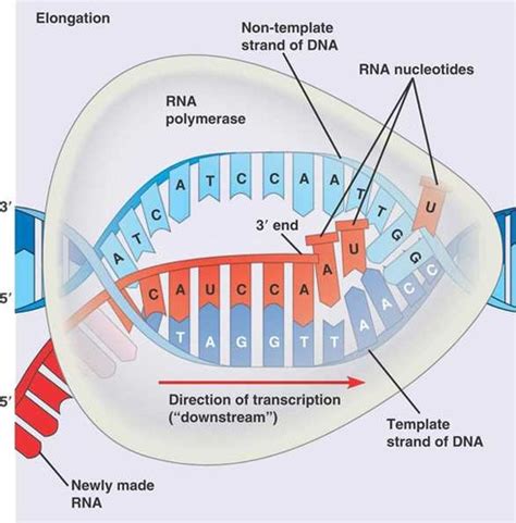 Dna Transcription Flashcards Quizlet