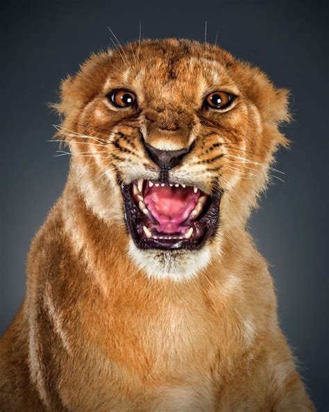 Amazing Animal Portraits By Photographer Abdullah Malallah