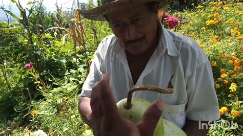 El Mejor Momento Para Sembrar Calabazas Descubre En Qu Fase Lunar Es