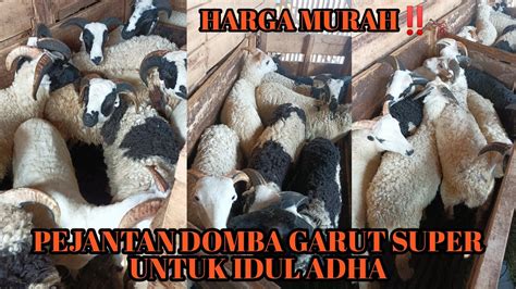 Update Terbaru Harga Domba Garut Bakalan Pejantan Super Murah Stock