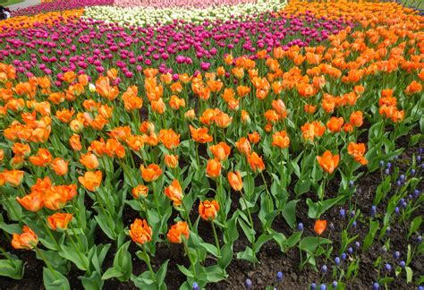 Ottawa Tulip Festival Guide: Tulips Locations, History, and Tips - Nina ...