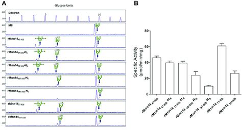 Mannosyl Phosphorylation Activity Analysis A An Apts Labeled Man 8