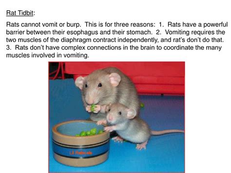 PPT - Rat Dissection PowerPoint Presentation, free download - ID:5533718