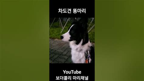 차가운 도시 강아지 Shorts 보더콜리 Bordercollie 강아지 Dog 강아지일상 Adorable Cute