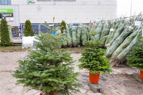 Ceny choinek w Toruniu Gdzie kupić najtaniej Jakie są rodzaje Zobacz