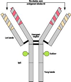 Immunologi Immunsystemets Opbygning Og Funktion Lex