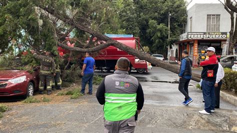 Caida De Arboles Infobae