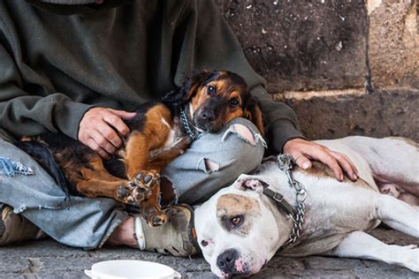 Como Ajudar Animais de Rua Dicas para Fazer a Diferença BLOG PET