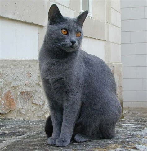 C Breeds Of Cats Cat Breeds Chartreux Cat Chartreux