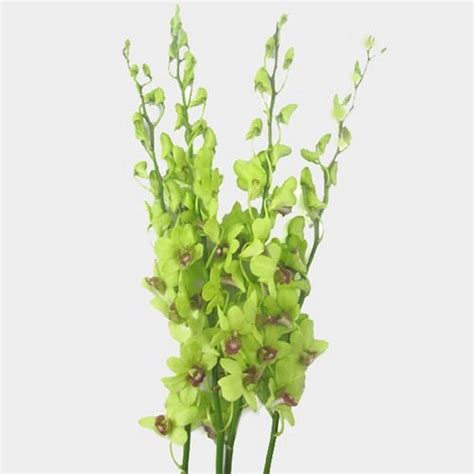 Dendrobium Orchid Bunch – Growers Direct Flowers