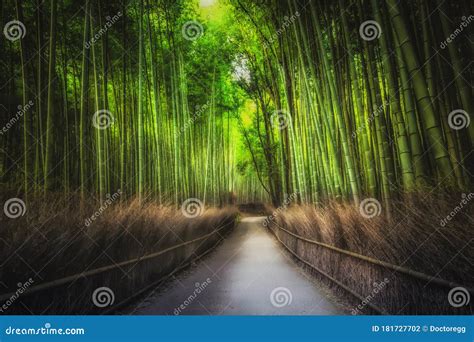 Sagano Bambu Floresta Arashiyama Kyoto Japan Foto De Stock Imagem De