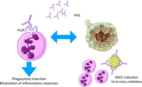 IVIG mechanism of action in COVID-19. | Download Scientific Diagram