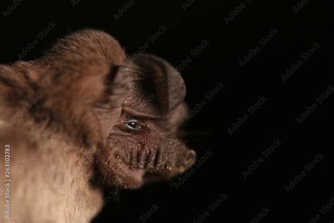 Angolan free-tailed bat, an african bat species living around the ...