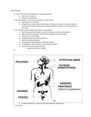 Endocrinology Phol Part Docx Endocrinology One Of The Two