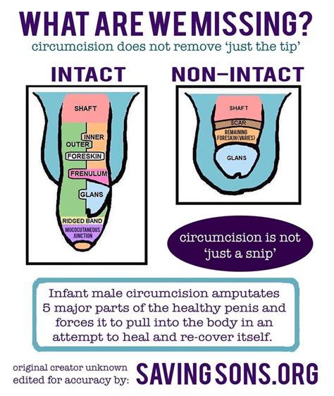 Circumcised Diagram Pin By Marissa Peterson On Crunchy