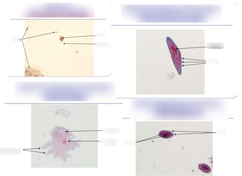 Micro Lab Midterm Diagram Quizlet