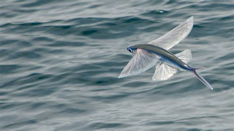 Peixes Podem Voar Quantas Asas Tem O Peixe Voador Portal Melhores