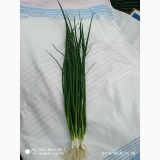Продам зеленый лук, купить зеленый лук, Харьковская обл — Agro-Ukraine