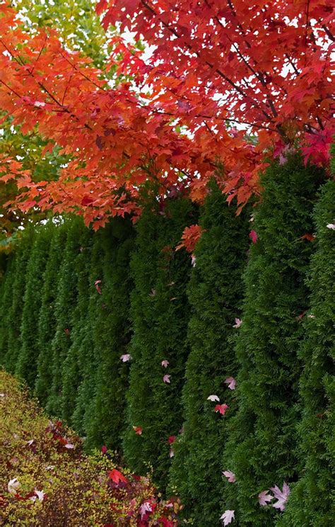 Emerald Green Arborvitae Spacing Planning Your Hedge For Opt