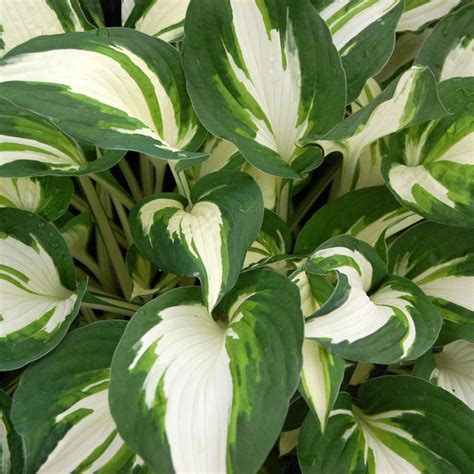 Hosta Enterprise Vivace à Feuillage Panaché Très Contrasté Blanc Et Vert