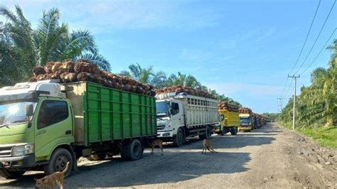 Satu Pks Di Bengkulu Selatan Dan Kaur Naikan Harga Tbs Sawit Kini