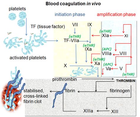 16 5e Role Of Vitamin K Medicine Libretexts