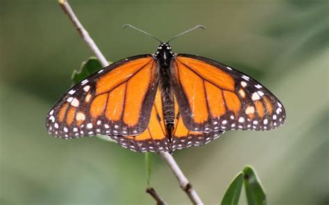 Butterfly Species In France Insectic