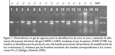 Variantes De La MetodologÍa De AmplificaciÓn Del Gen Chd