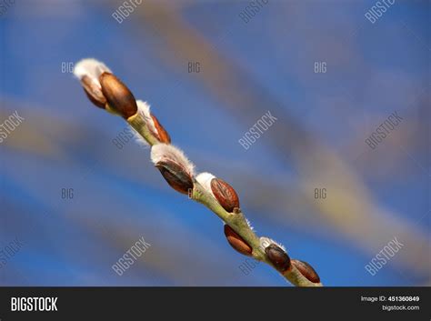 Pussy Willow Flowers Image Photo Free Trial Bigstock