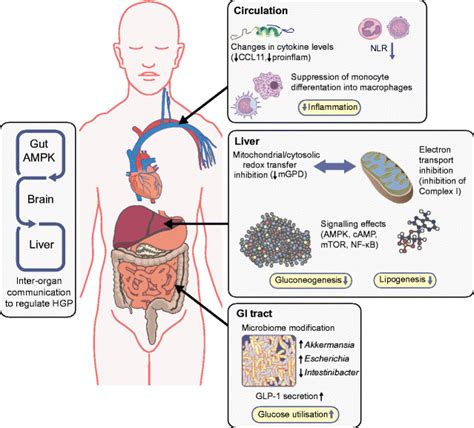 Actions Of Metformin On Metabolism And Inflammation Responses To Download Scientific Diagram